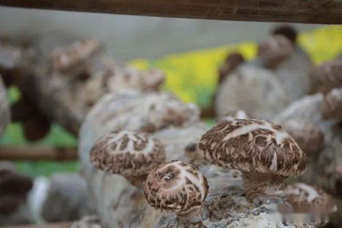 城口多措并举助推农产品产销，赋能乡村振兴