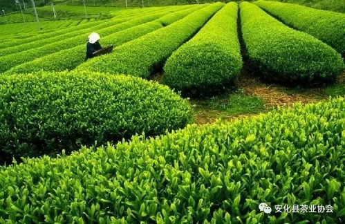 我县加强农产品源头质量安全监管，筑牢初级农产品安全防线