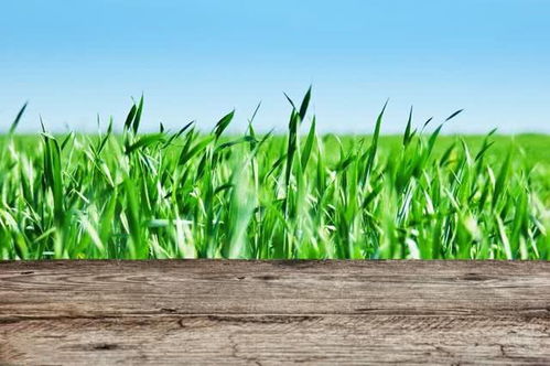 广西家禽产业领跑全国，我的家乡也在其中